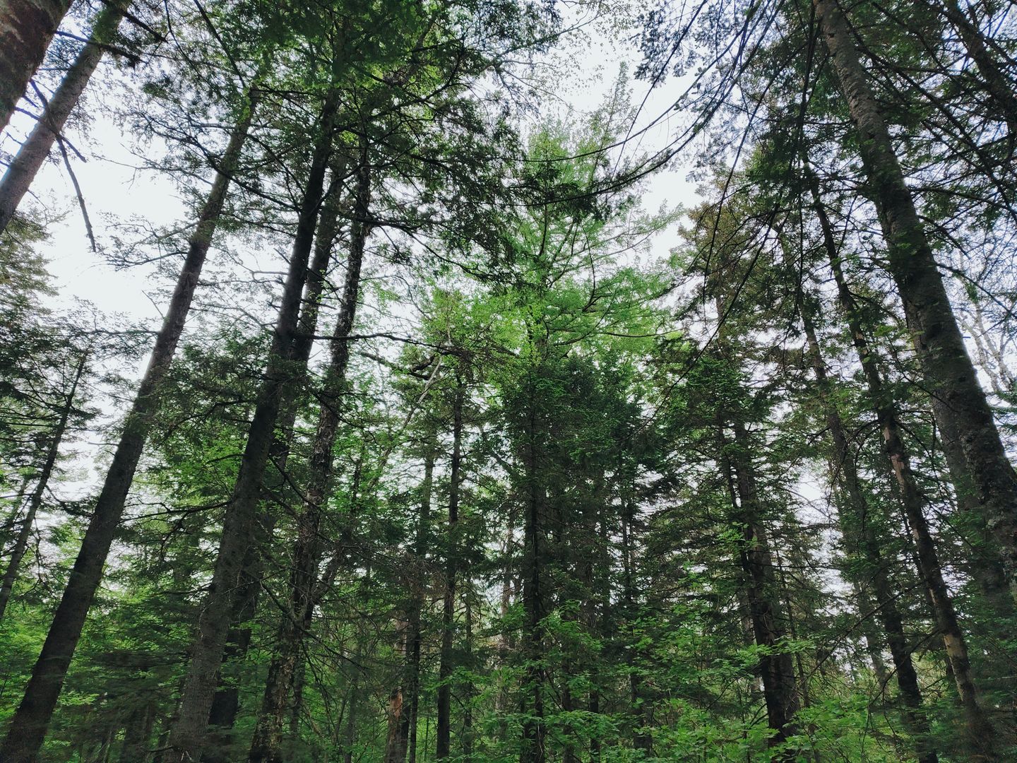 https://res.oceanpresent.art/photo/p-2024-6-7-6.jpg